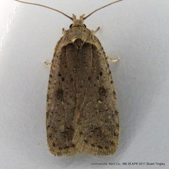 Agonopterix argillacea