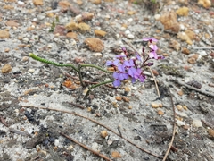 Stylidium preissii
