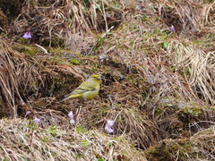 Carduelis citrinella