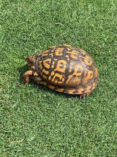 photo of Eastern Box Turtle (Terrapene carolina carolina)