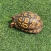 photo of Eastern Box Turtle (Terrapene carolina carolina)