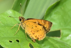 Pardaleodes edipus