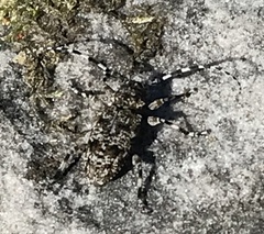 Aegomorphus clavipes