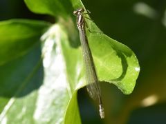 Coenagrion puella