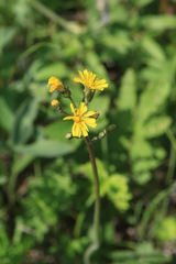 Crepis praemorsa