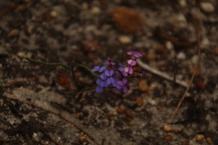Stylidium preissii