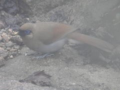 Pterorhinus berthemyi