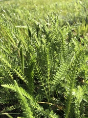 Achillea millefolium
