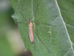 Nephrotoma submaculosa