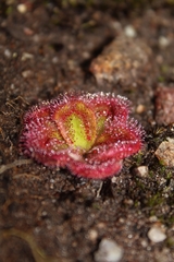 Drosera collina