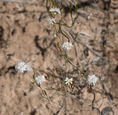 Podolepis capillaris