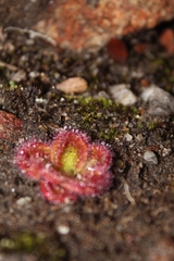 Drosera collina