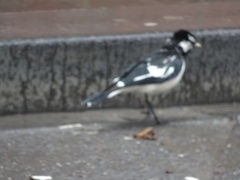 Grallina cyanoleuca