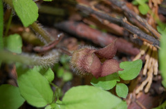 Asarum lemmonii