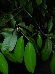 Erythroxylum macrophyllum