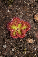 Drosera collina