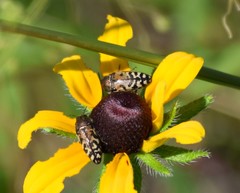 Acmaeodera mixta