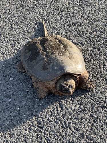 photo of Common Snapping Turtle (Chelydra serpentina)