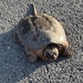 photo of Common Snapping Turtle (Chelydra serpentina)