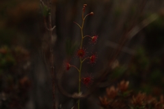 Drosera microphylla