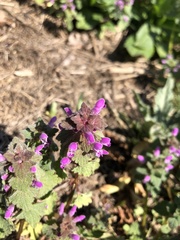 Lamium purpureum