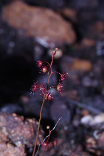 Image of Golden Rainbow (Drosera microphylla) by (c) Em Lamond, some rights reserved (CC BY)
