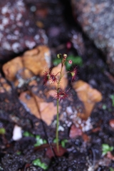 Drosera microphylla