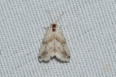 Eublemma minima