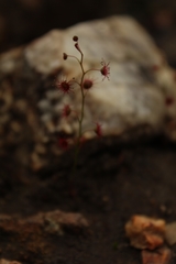 Drosera microphylla