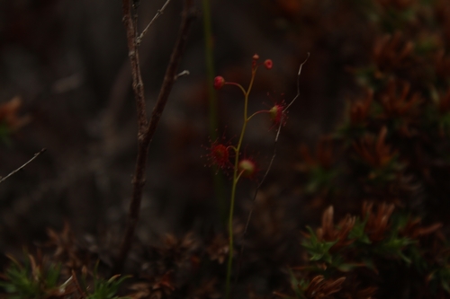 Image of Golden Rainbow (Drosera microphylla) by (c) Em Lamond, some rights reserved (CC BY)