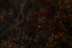 Drosera microphylla