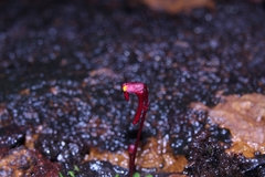Utricularia menziesii