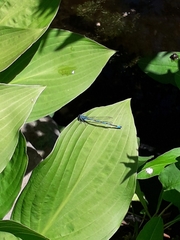 Coenagrion puella
