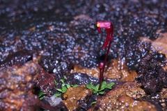 Utricularia menziesii