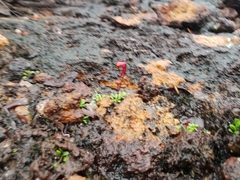 Utricularia menziesii