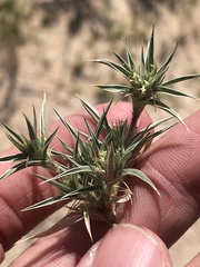 Munroa squarrosa