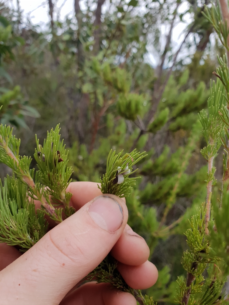 Adenanthos sericeus, Albany, AU-WA, AU