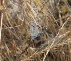 Euphilotes bernardino