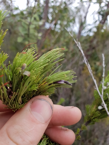 Adenanthos sericeus