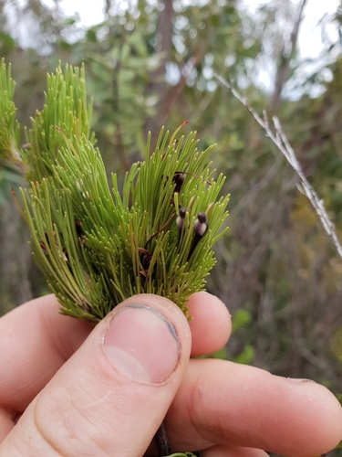 Adenanthos sericeus