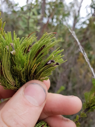 Adenanthos sericeus