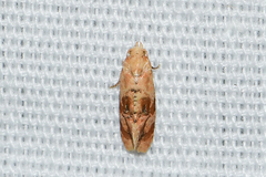Cochylis bucera