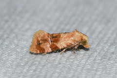 Cochylis bucera