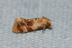 Cochylis bucera
