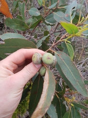 Eucalyptus megacarpa