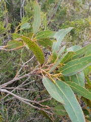 Eucalyptus megacarpa