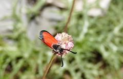 Zygaena rubicundus