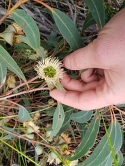 Eucalyptus megacarpa