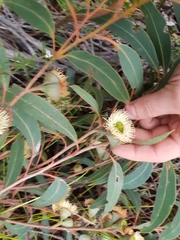 Eucalyptus megacarpa