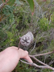 Eucalyptus megacarpa